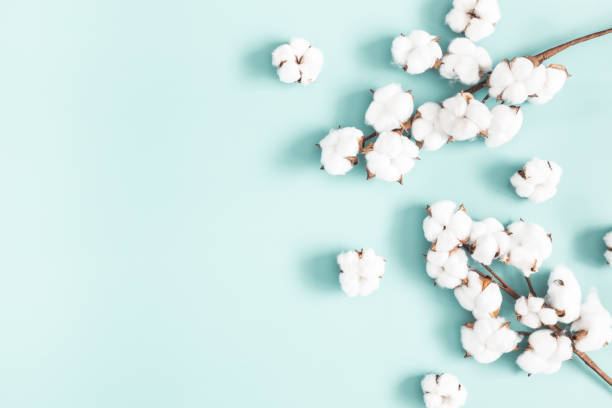 Flowers composition. Cotton flowers on pastel blue background. Flat lay, top view, copy space