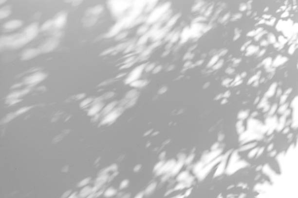 istock Shadow blur of the leaves on white wall abstract background. 1145766324