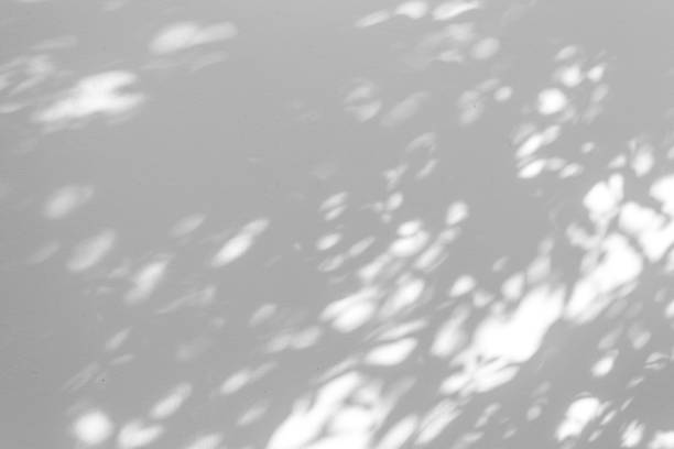 istock Shadow blur of the leaves on white wall abstract background. 1145766330