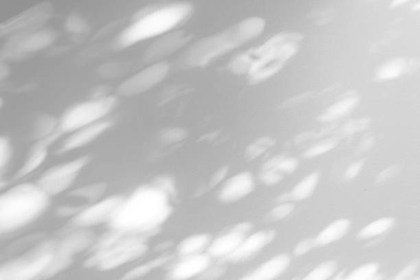 istock Shadow blur of the leaves on white wall abstract background. 1145766334