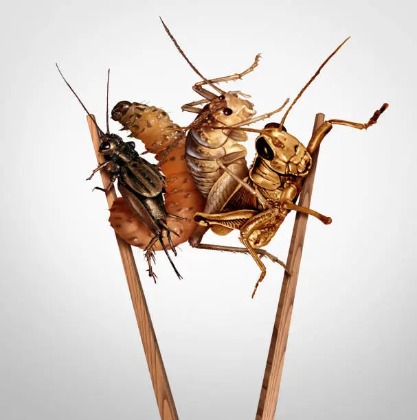 Edible insects and eat bugs or eating insect snacks as exotic cuisine and alternative high protein nutrition as a cricket grasshopper and larvae with chopsticks as a symbol for entomophagy with 3D illustration elements.