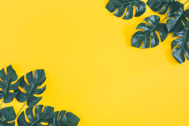 istock Summer composition. Monstera leaves on yellow background. Summer concept. Flat lay, top view, copy space 1145766901
