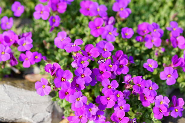 istock Group of purple flowers in sunlight 1145767441