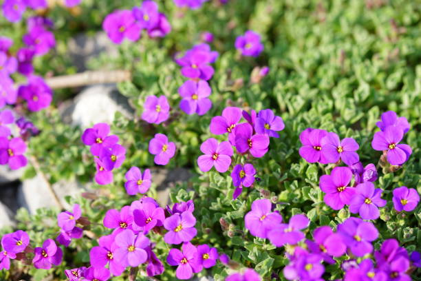 istock Group of purple flowers in sunlight 1145767993