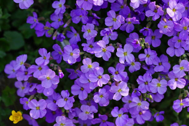 istock Group of purple flowers in sunlight 1145768083