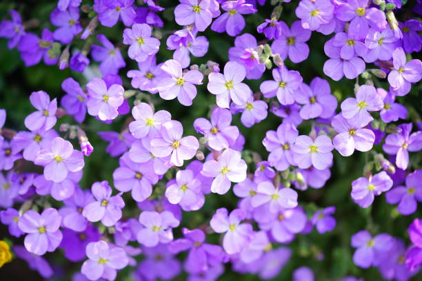 istock Group of purple flowers in sunlight 1145768084