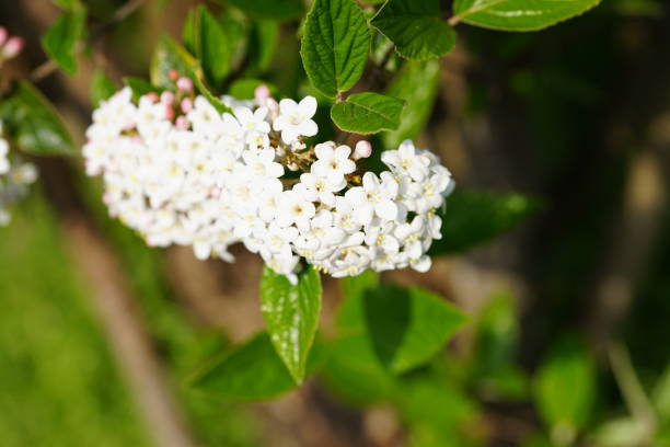 istock Mini white flowers with green background 1145768369