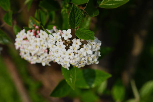 istock Mini white flowers with green background 1145768376