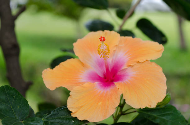 Closing up on giant orange hibiscus in Waikoloa, Big Island, Hawaii stock photo