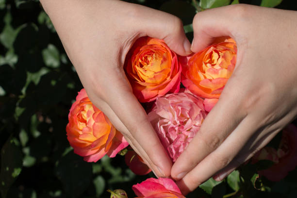 istock Beautiful colorful Rose Flower in hand 1145769013