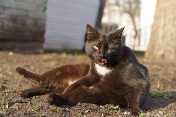 istock Black cat licks at a sunny day. 1145773627