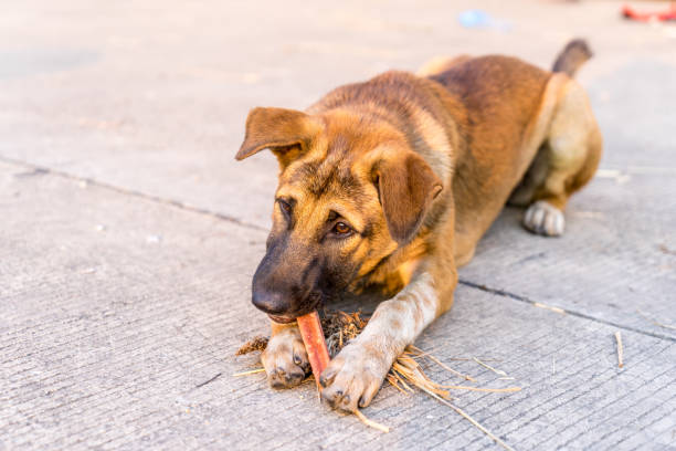 istock brown puppy  while eating or nibble food 1145773964