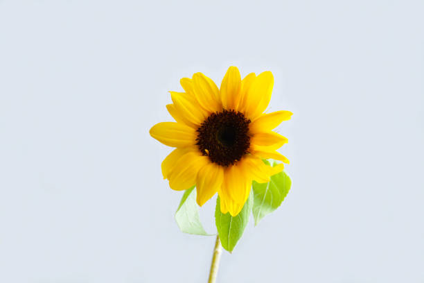 istock Vivid yellow sunflower. 1145774073