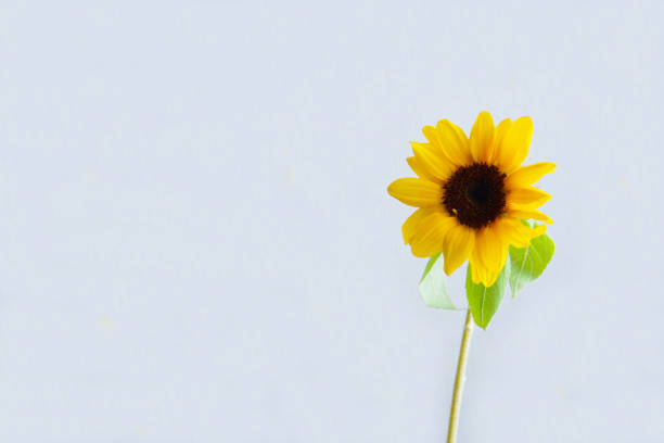 istock Vivid yellow sunflower. 1145774075