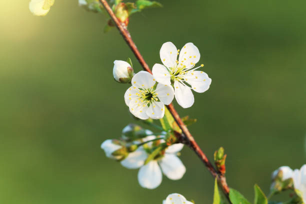 istock Spring cherry blossom background. Beautiful nature scene with blooming tree on green background. Spring flowers 1145775474
