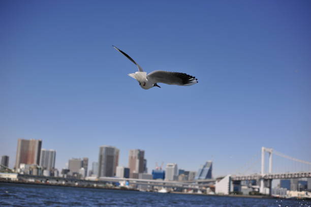 the bird fly along sea look so freedom