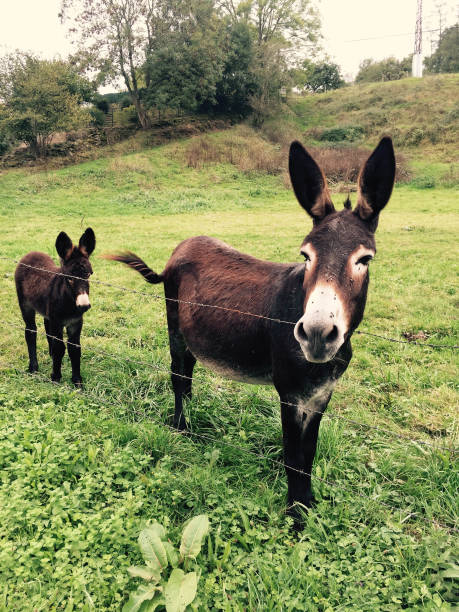 istock brown donkeys mother and son in a meadow 1145776995