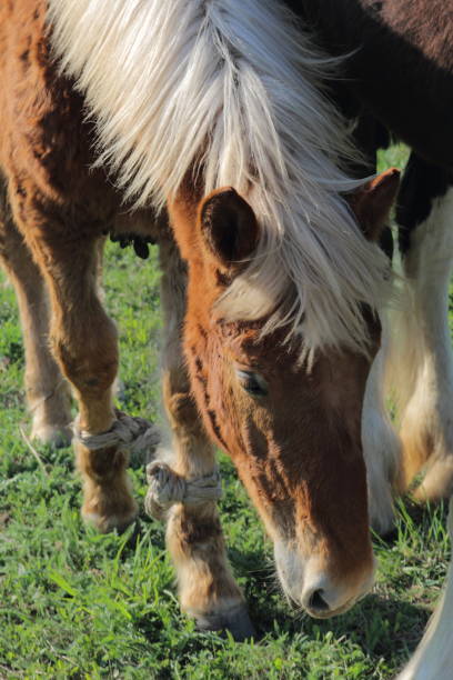istock Horses are grazing on a meadow. 1145777160