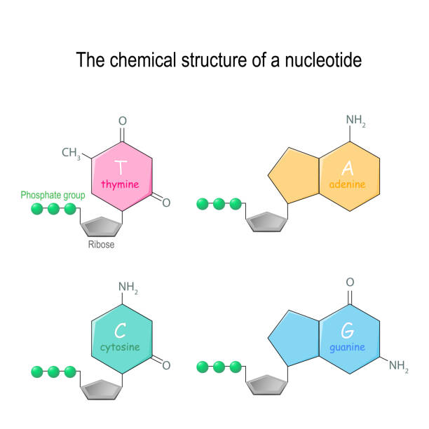 뉴클레오티드의 화학적 구조. dna에서 발견 되는 네 가지 주요 염기: 아덴, 사이토 사인, 구 아닌 및 티 미네. 인산 염 그룹 및 리 보 오 - nucleotides stock illustrations