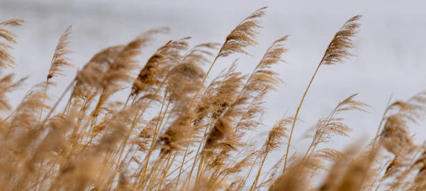 reed grass in bloom, scientific name phragmites australis, deliberately blurred, gently swaying in the wind on the shore of a pond - australis imagens e fotografias de stock