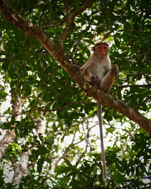 istock Safari shot, Toque Monkey sitting in tree with long tail 1145779663