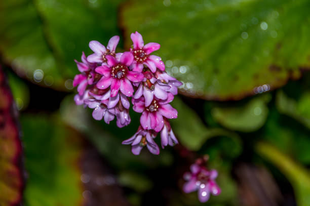 istock Bright Purple and Pink Blossoms on a Bush With Water Droplets 1145780983