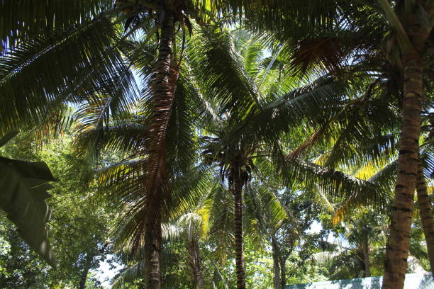 istock luxury island seychelles 1145781037