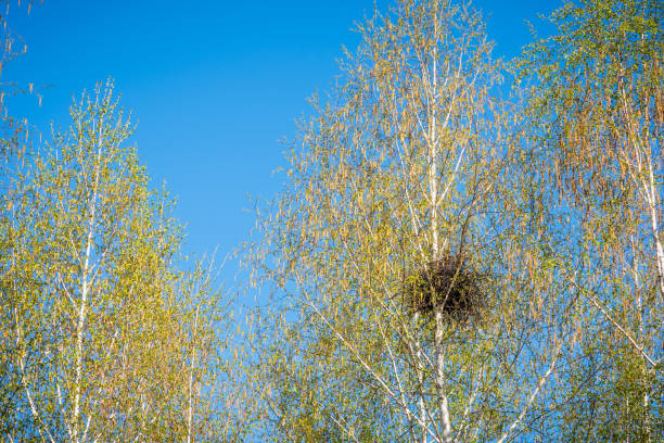 istock Birch nest with young spring leaves 1145782264