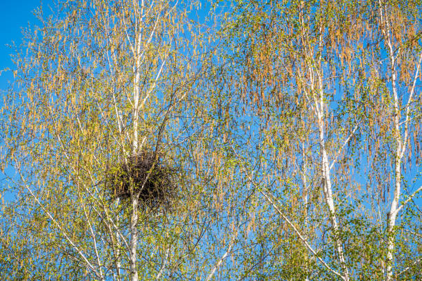 istock Birch nest with young spring leaves 1145782291