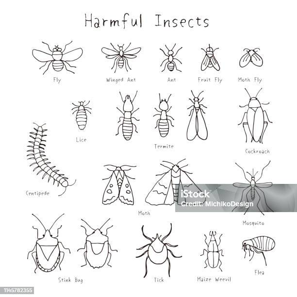 Set Of Harmful Insects Hand Drawn Illustration Stock Illustration - Download Image Now - Drawing - Activity, Fruitfly, Flea - Insect