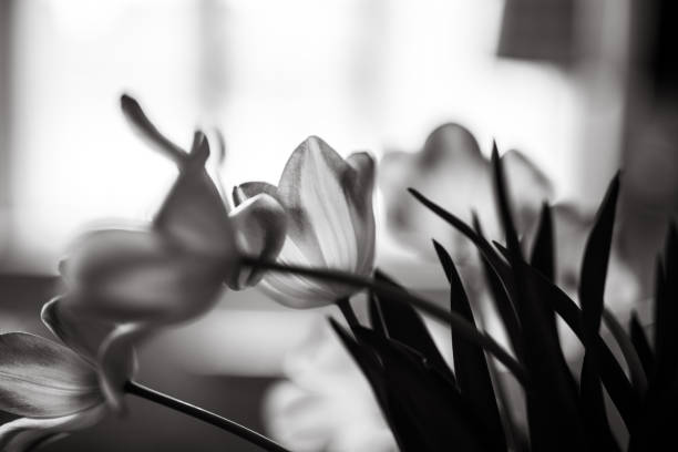 Flowers in vase, black and white