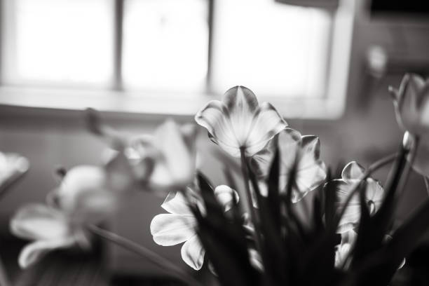 istock Flowers in vase, black and white 1145782453