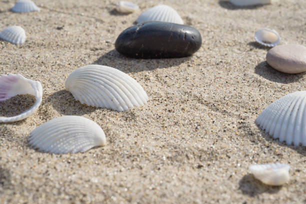 Seashells and pebbles on the sand - summer travel background