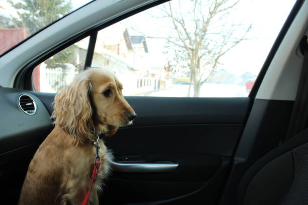 istock Dog in car on front seat. 1145786183
