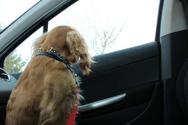 istock Dog in car on front seat. 1145786203