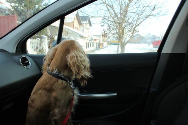istock Dog in car on front seat. 1145786204