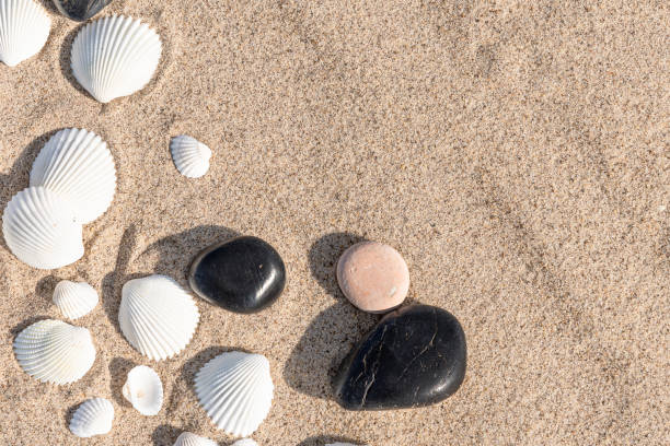 istock White seashells and pebbles on sea sand - summer travel background, copy space 1145787734