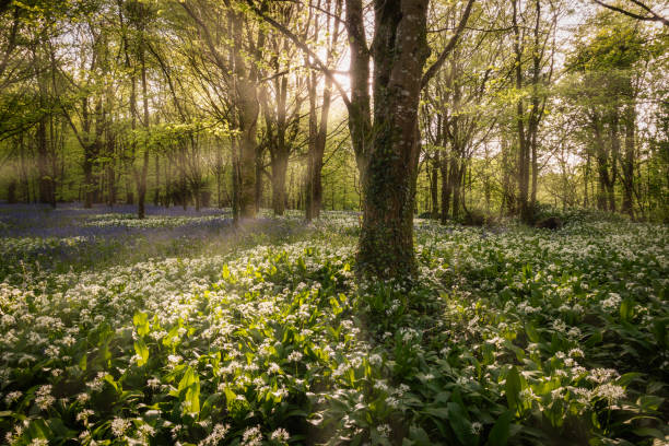 istock Evening light in woodland 1145787766