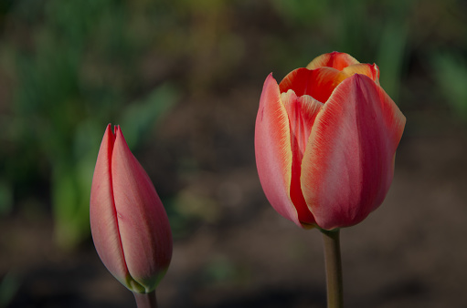 Pink Tulip flowers