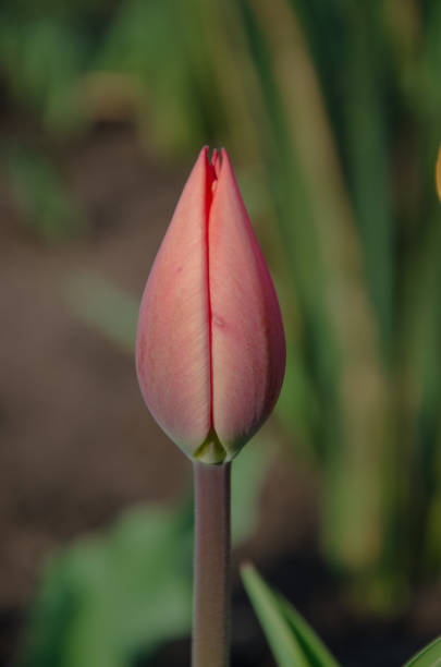 tulipani rossi in primo stato. tulipano a bocciolo aperto e chiuso. fiori di tulipano luminosi da tutti i lati. fiori per le vacanze di primavera - bud flower tulip flowers foto e immagini stock