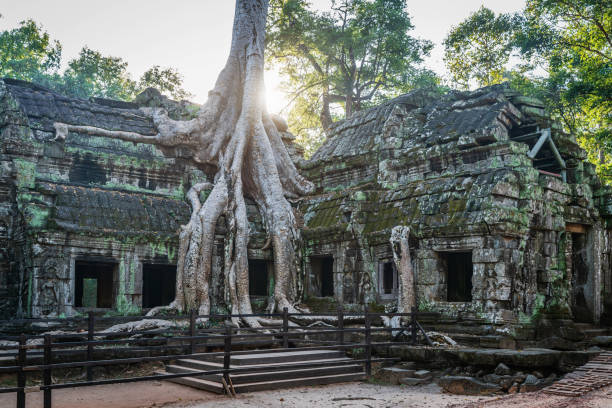 Ta Prohm Angkor Wat Siem Reap Temple, Cambodia Angkor Wat, famous Ta Prohm Temple close to Sunset. The ancient temple of Ta Prohm at Angkor Wat, Cambodia where roots of the jungle trees intertwine with the masonry of these ancient structures producing a surreal world. Ta Prohm, Angkor Wat, Siem Reap, Cambodia, South East Asia ceiba tree photos stock pictures, royalty-free photos & images