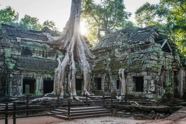 Photo of Ta Prohm Angkor Wat Siem Reap Temple, Cambodia