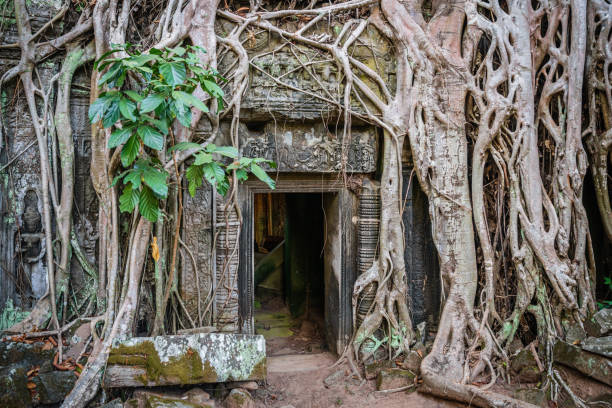 Angkor Wat Ta Prohm Temple Cambodia Angkor Wat, famous Ta Prohm Temple. Giant jungle trees growing over the ancient ruins of the Ta Prohm Temple. The famous Ta Prohm temple is one of the most visited complexes in Cambodia’s Angkor Wat Region. Ta Prohm, Angkor Wat, Siem Reap, Cambodia, South East Asia ceiba tree photos stock pictures, royalty-free photos & images
