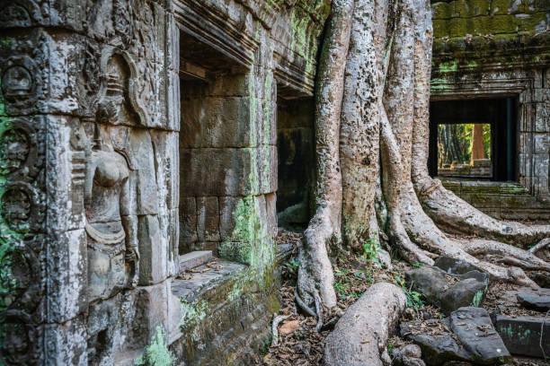 Angkor Wat Siem Reap Ta Prohm Temple Cambodia Angkor Wat, famous Ta Prohm Temple. Giant jungle trees growing over the ancient ruins of the Ta Prohm Temple. The famous Ta Prohm temple is one of the most visited complexes in Cambodia’s Angkor Wat Region. Ta Prohm, Angkor Wat, Siem Reap, Cambodia, South East Asia ceiba tree photos stock pictures, royalty-free photos & images