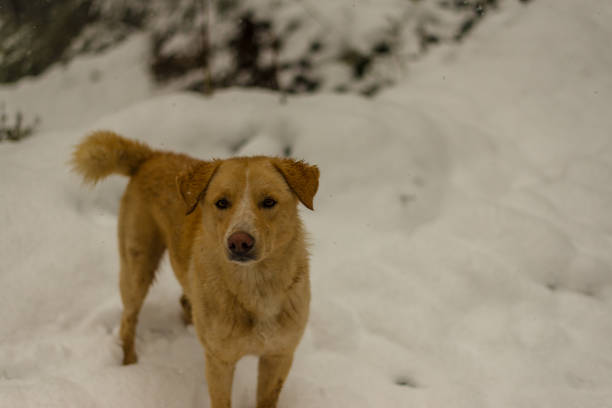 istock Indian Dog running and playing in the snow on the nature 1145791663