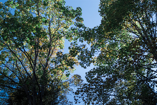 Down view of the forest with green trees and blue sky