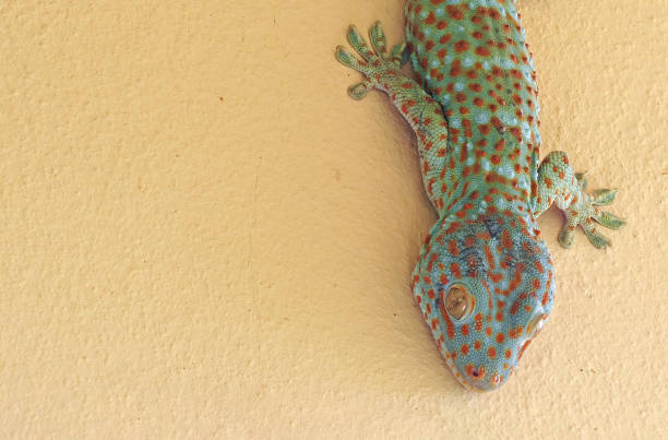 istock Close up Tokay Gecko is on The Wall 1145794235