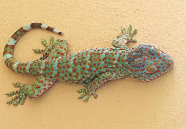 istock Close up Tokay Gecko is on The Wall 1145794236