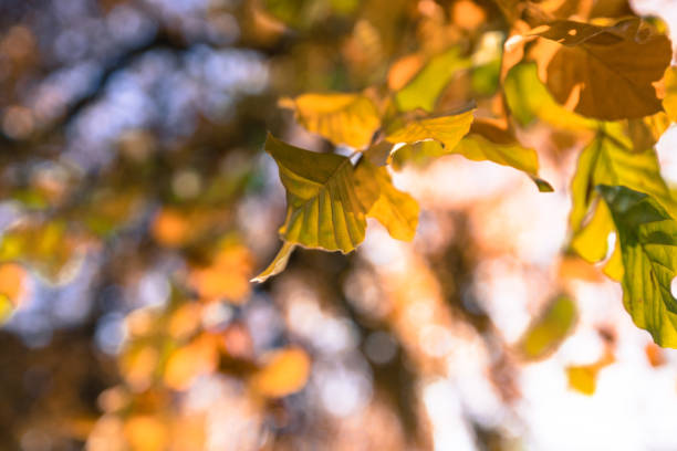 istock Colourful leaves in a park, autumn, copy space 1145795218