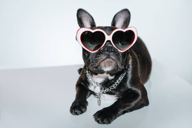 istock Dog Wearing Heart Shape Sunglasses While Sitting On Floor 1145795261
